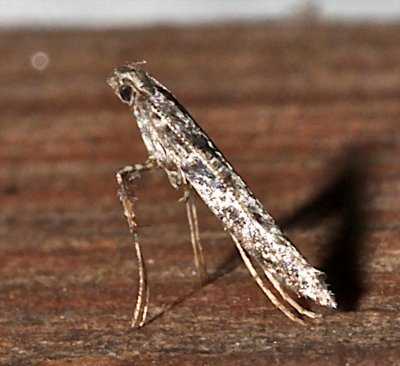 0606, Caloptilia fraxinella, Ash Leaf Cone Roller Moth