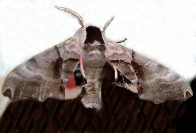 7821, Smerinthus jamaicensis, Twin-spotted Sphinx