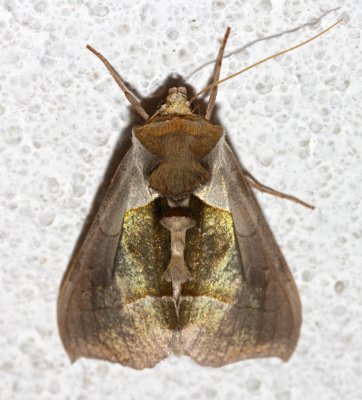 Cumulative Moths to date starting 2012
