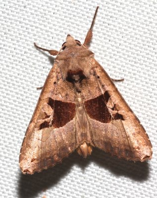 9547, Phlogophora periculosa, Brown Angle Shades