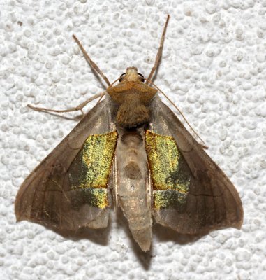 8897, Diachrysta balluca, Hologram Moth  
