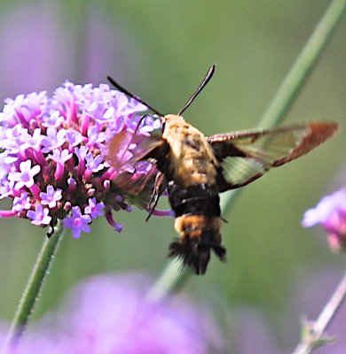 7855, Hemeris diffinis, Snowberry Clearwing