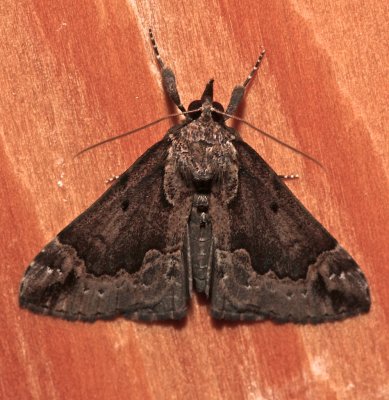 8442, Hypena baltimoralis, Baltimore Snout, female