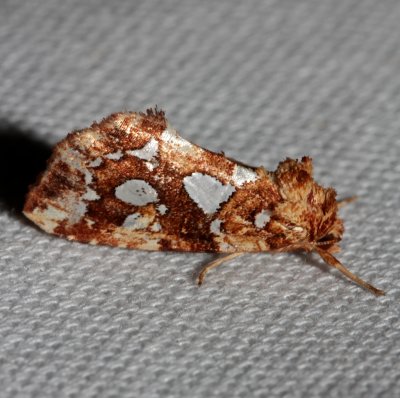 9663 Callopistria cordata Silver-spotted Fern Moth