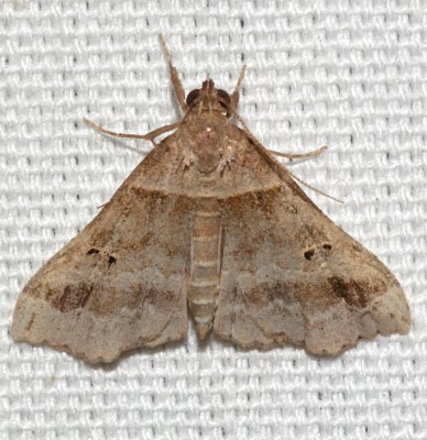 8393, Ambiguous Moth