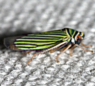 leafhopper 3 