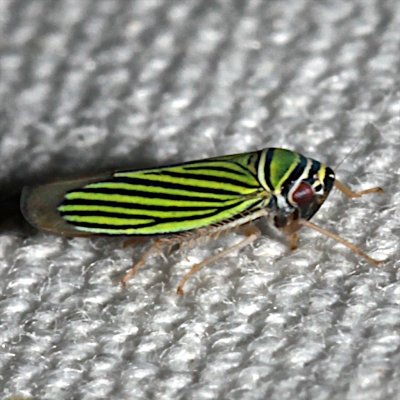 Nifty Leafhopper  