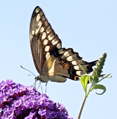 Giant Swallowtail 4 