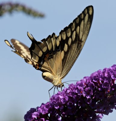 Giant Swallowtail 5  