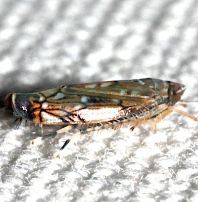 leafhopper 2 