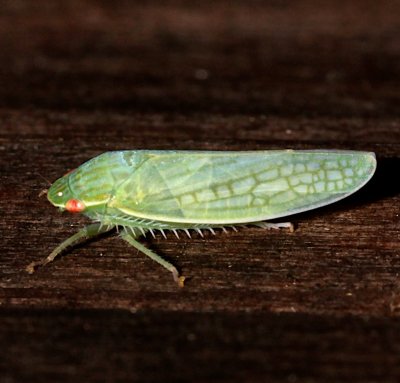 red eyed Leafhopper 