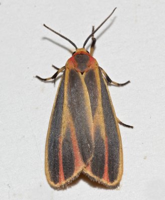 8090, Painted Lichen Moth 
