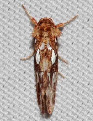 9633, Silver-spotted Fern Moth 