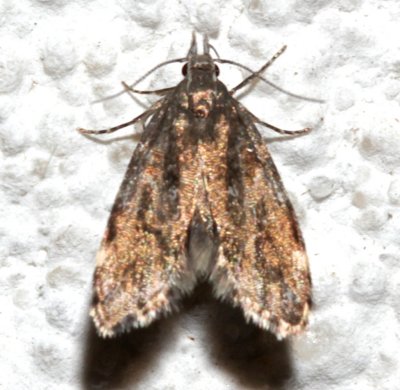 1068, Eido trimaculata, Three-spotted Concealer Moth