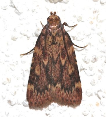5518, Aglossa cuprina, Grease Moth