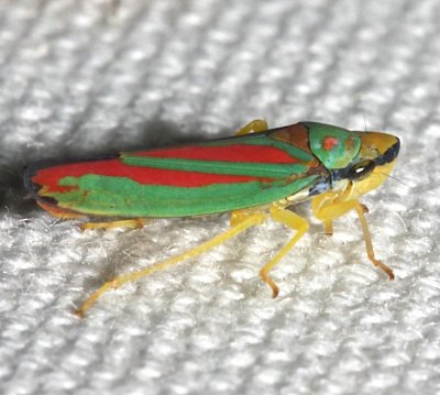 red and green leafhopper  