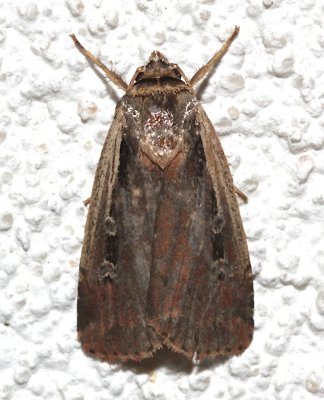 10891, Ochropleura implecta, Flame-shouldered Dart
