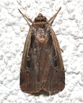 10891, Ochropleura implecta, Flame-shouldered Dart  