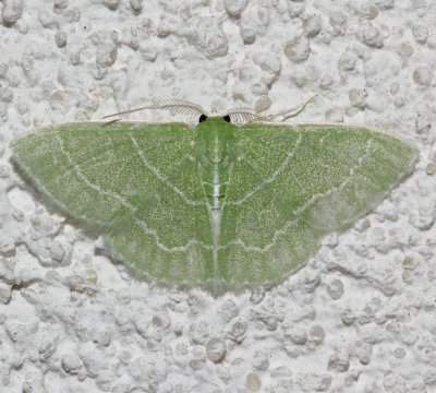 7058, Synchlora aerata, Wavy-lined Emerald
