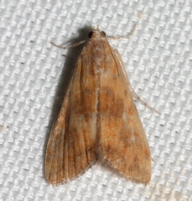 4751, Elophila gyralis, Waterlily Borer Moth, female