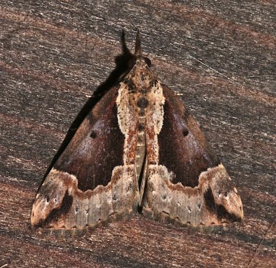 8442, Hypena baltimoralis, female