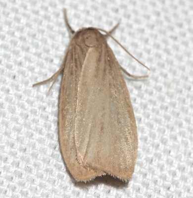 8045.1, Crambidia pallida, Pale Lichen Moth