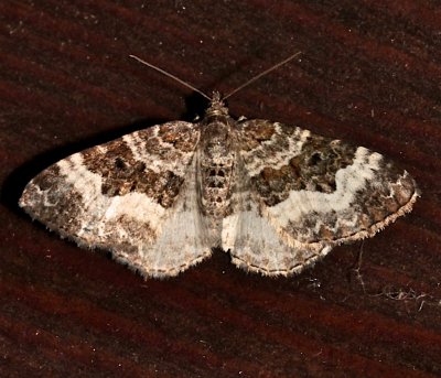 7394, White-banded Toothed Carpet  