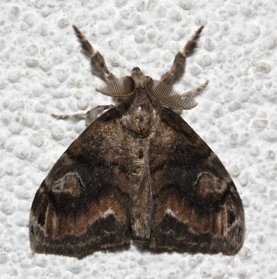 8316, Orgyia leucostigma, White-marked Tussock Moth