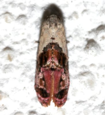 3847, Thyralia hollandana, Holland's Cochylid Moth