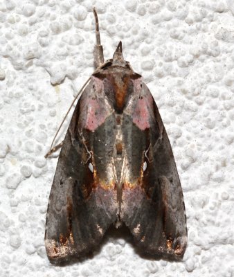 8905, Esophoropteryx thyatoides, Pink-patched Looper