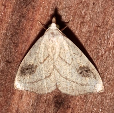8404, Rivula propinqualis, Spotted Grass Moth