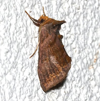 8898, Autographa aerea, Unspotted Looper  