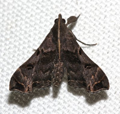 8398 Faint-spotted Palthis 