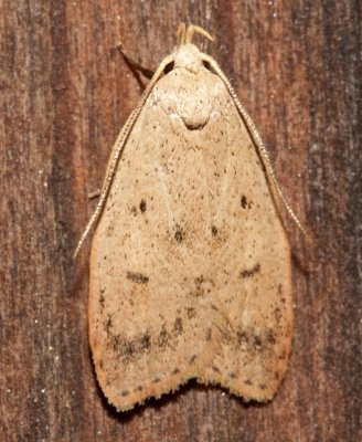 0951, Machimia tentoriferalia, Gold-striped Leaftier