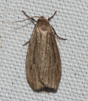 8045.1, Crambidia casta, Pale Lichen Moth