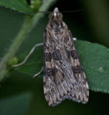5156, Nomophilia neartica, Lucerne Moth