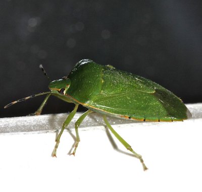 green shield bug  