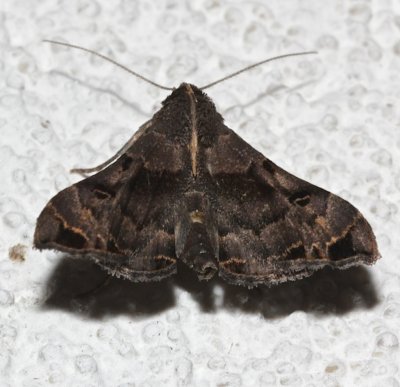 8398, Palthis asopialis, Faint-spotted Palthis