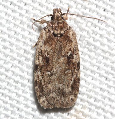 0867, Agonopterix pulvipennella 