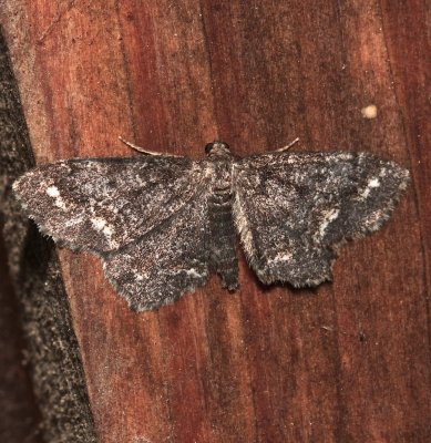 6656, Hypergartis piniata, Pine Measuringworm Moth  