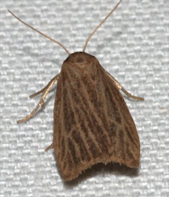 8045.1, Crambidia pallida, Pale Lichen Moth 