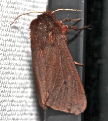 8156, Phragmatobia  fuliginosa, Ruby Tiger Moth