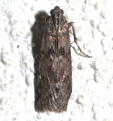 5797, Nephopterix virgatella, Black-spotted Leafroller