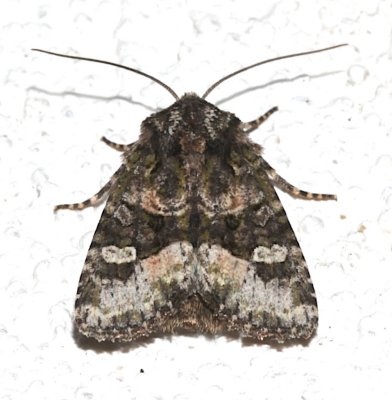 9415.1, Oligia strigilis, Marbled Minor Moth?