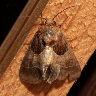 11128, Schinia arcigera, Arcigera Flower Moth