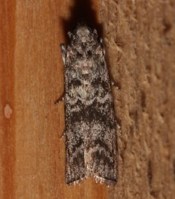 5843, Dioryctria reniculelloides, Spruce Coneworm