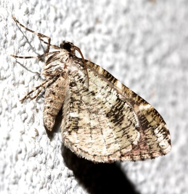 7333, Stamnodes gibbicosta, Shiny Gray Carpet Moth