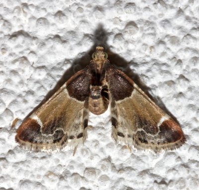 5510, Pyralis farinalis, Meal Moth  