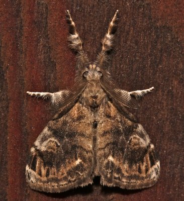 8314, Orgyia definita, Definite Tussock Moth