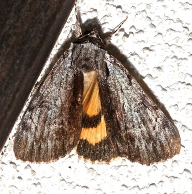 8847, Catocala gracilis, Graceful Underwing